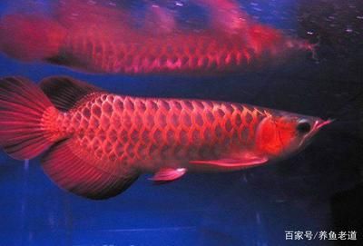 龍魚正常不吃東西怎么回事呀：龍魚不吃東西是怎么回事？