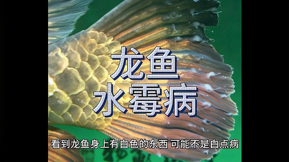 如何判斷龍魚是否得了水霉病？