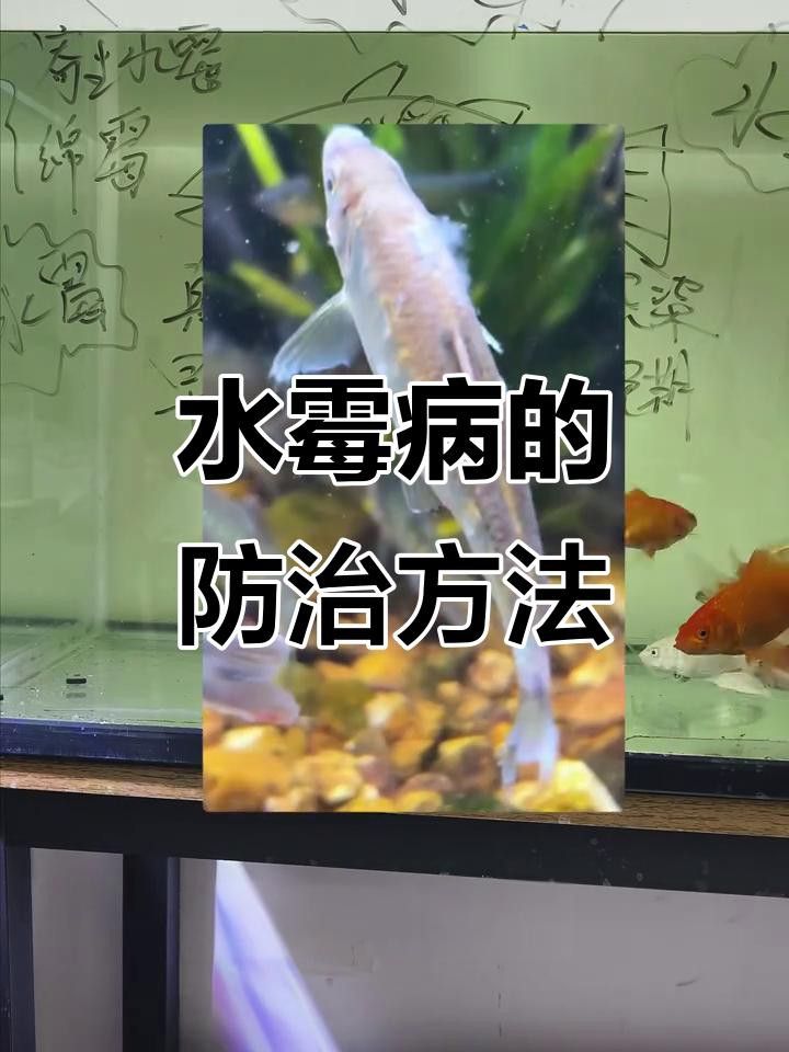 如何判斷龍魚是否得了水霉病？