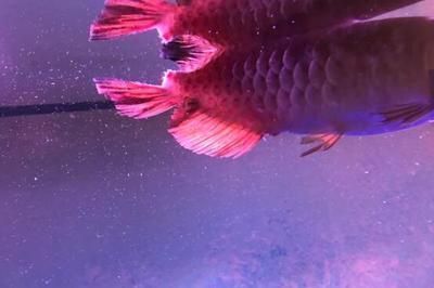 龍魚的水溫一般是在多少度養(yǎng)殖的魚：龍魚亞成期適宜水溫的具體措施，龍魚換水時(shí)如何控制溫差