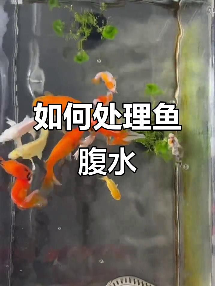 龍魚腹水病能自愈嗎