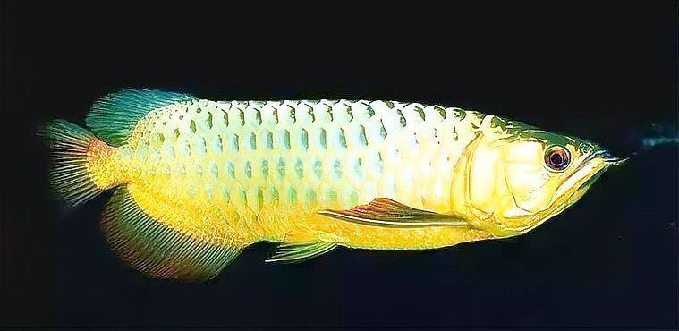 龍魚眼睛白膜怎么處理
