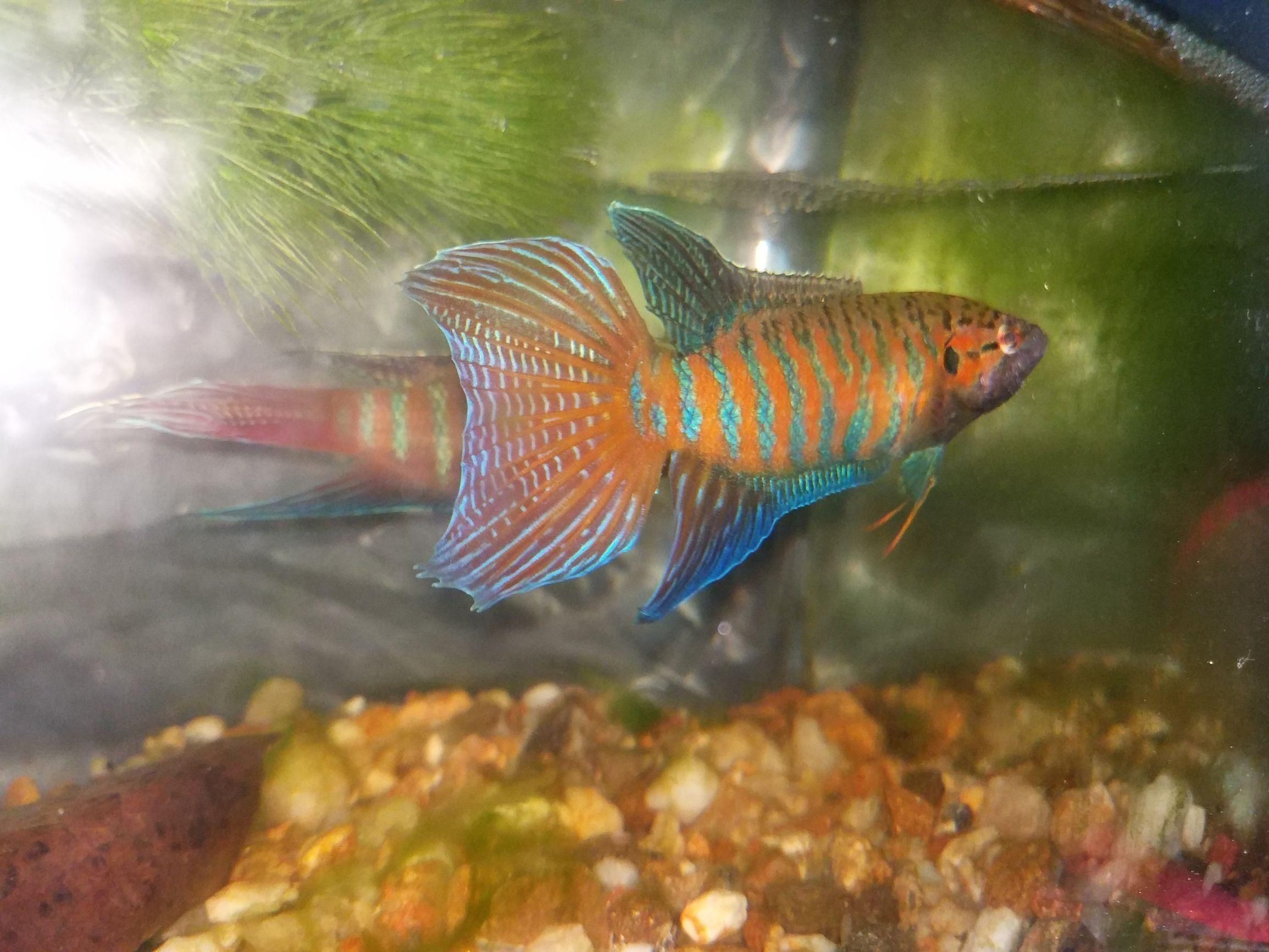 有沒有冷水龍魚苗買：冷水龍魚苗的選購與養護指南