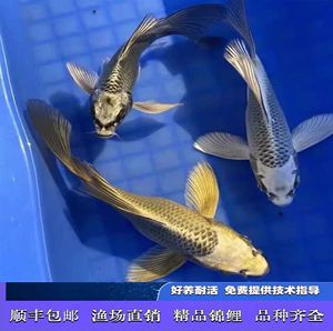 有沒有冷水龍魚苗買：冷水龍魚苗的選購與養護指南
