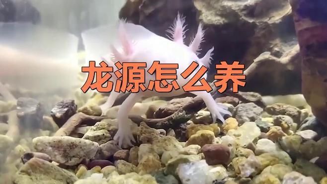 龍源魚
