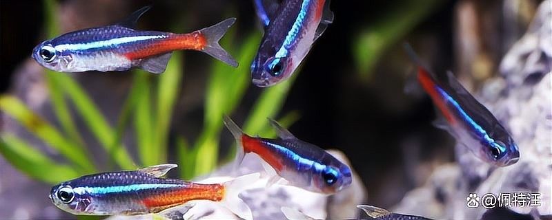 龍魚到家多久喂食