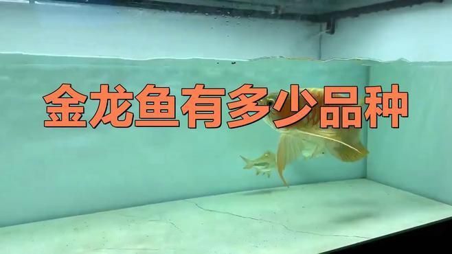 金龍魚品種分類介紹