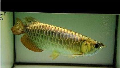 藍底金龍魚好不好釣魚：藍底金龍魚好不好釣魚呢？