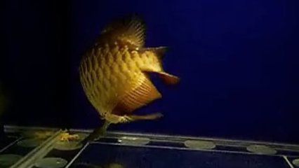 藍底金龍魚好不好釣魚：藍底金龍魚好不好釣魚呢？