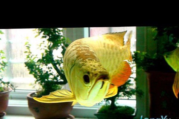 金龍魚發色期間需要喂什么食物？