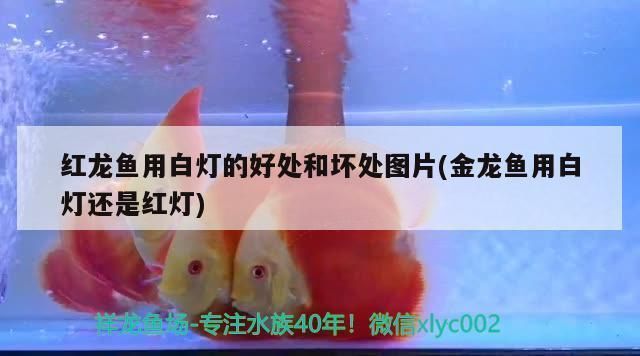 紅龍魚用白燈的好處和壞處（使用白燈對紅龍魚有哪些益處）