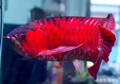 辣椒紅龍和超血紅龍的區別：超血紅龍和辣椒紅龍有什么區別？