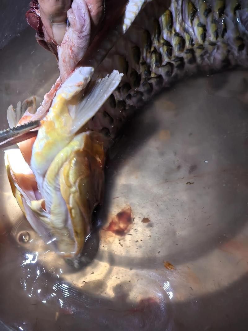 紅燒龍魚的做法圖片