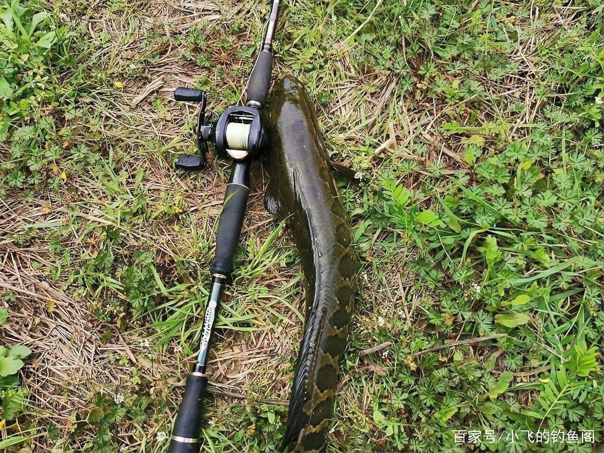 雷龍魚的其他釣季有哪些？