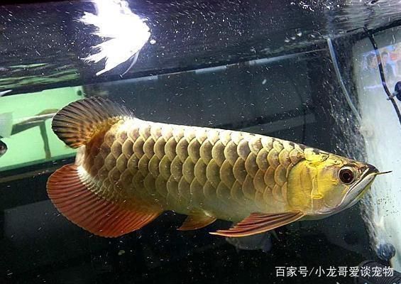 金龍魚為什么不好養，金龍魚的養殖難度大嗎？
