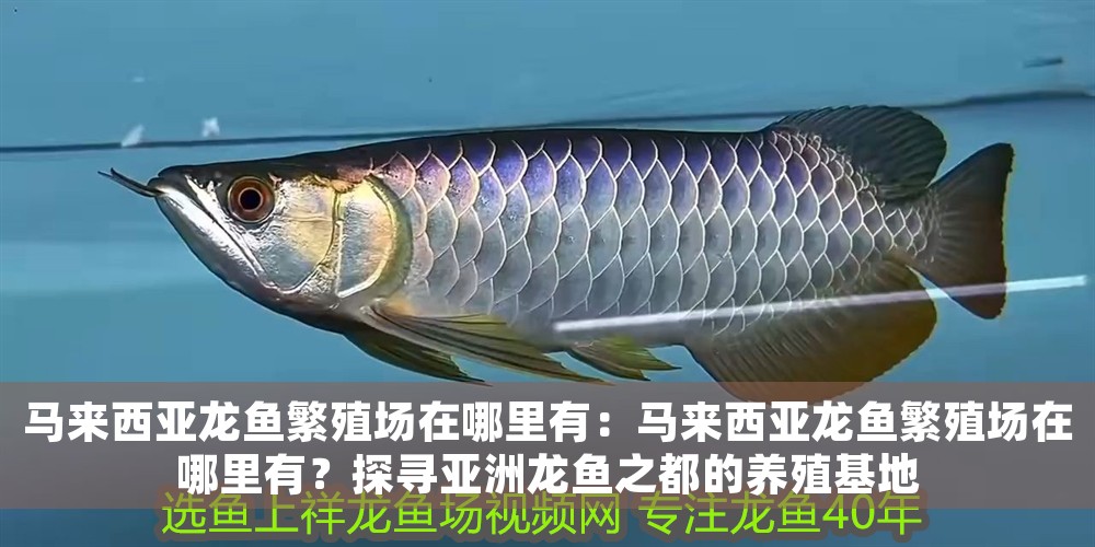 馬來西亞龍魚繁殖場在哪里有：馬來西亞龍魚繁殖場在哪里有？探尋亞洲龍魚之都的養殖基地
