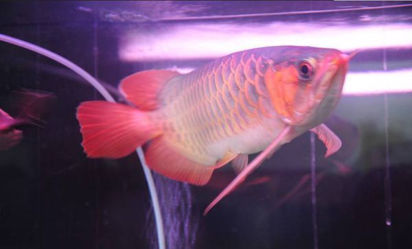 龍魚養(yǎng)殖：龍魚養(yǎng)殖方法