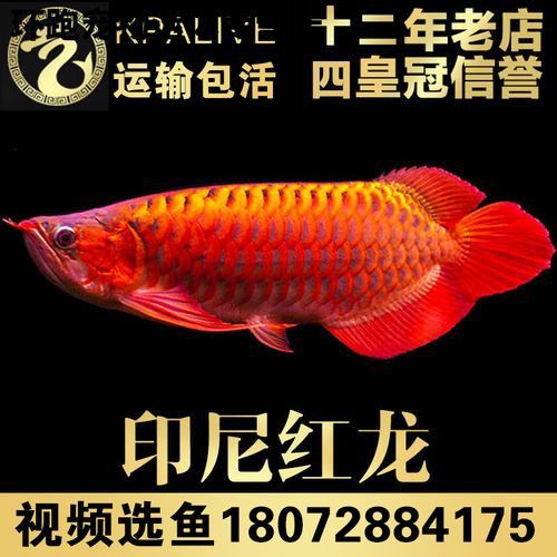 赤血紅龍魚圖片高清大圖