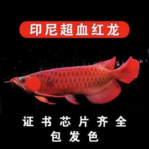 赤血紅龍魚圖片高清大圖