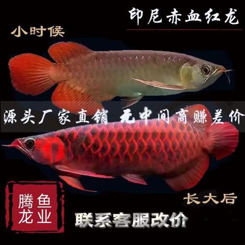 赤血紅龍魚圖片高清大圖