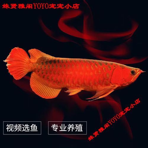 赤血紅龍魚圖片高清大圖