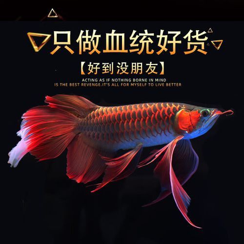 赤血紅龍魚圖片高清大圖