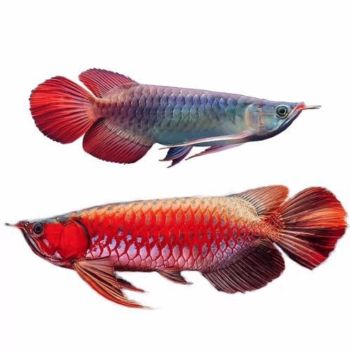 赤血紅龍魚圖片高清大圖