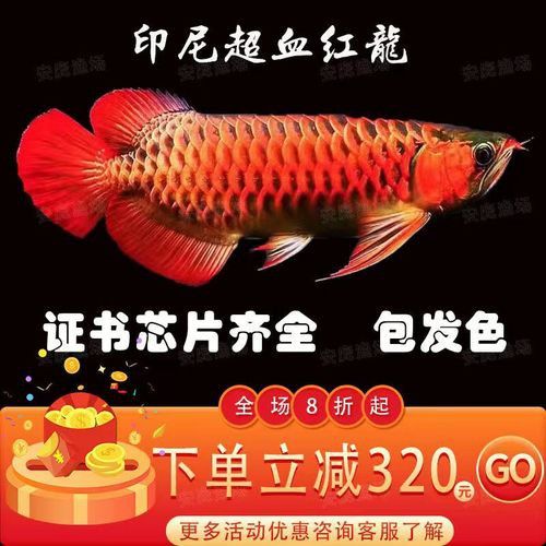 赤血紅龍魚圖片高清大圖