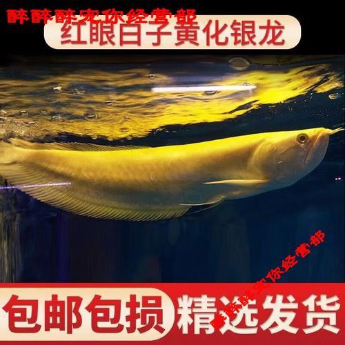 赤血紅龍魚圖片高清大圖