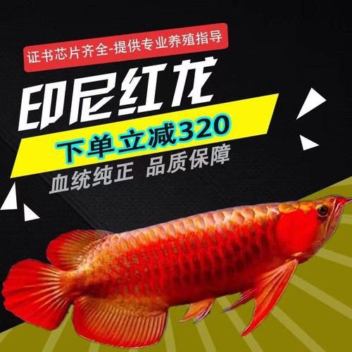 赤血紅龍魚圖片高清大圖