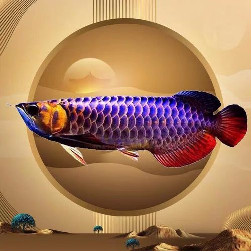 赤血紅龍魚圖片高清大圖