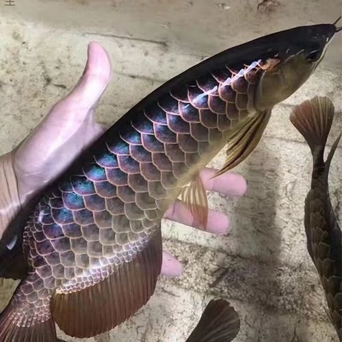 赤血紅龍魚圖片高清大圖