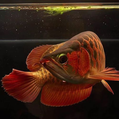 赤血紅龍魚圖片高清大圖