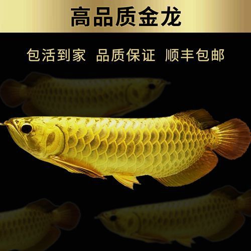 赤血紅龍魚圖片高清大圖