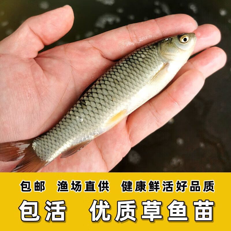龍魚是淡水魚：龍魚是一種淡水魚———龍魚
