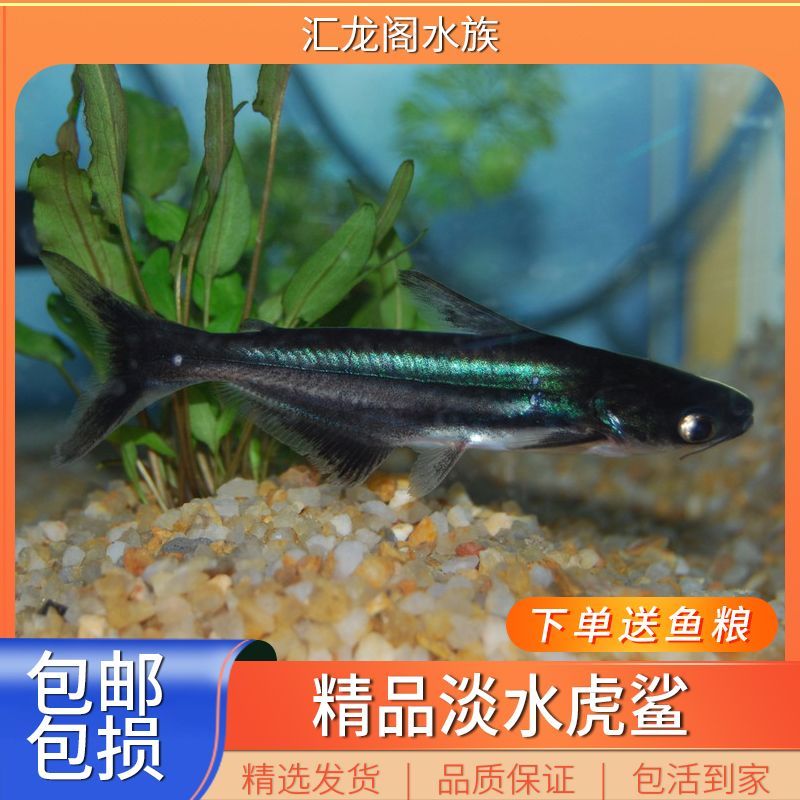 龍魚是淡水魚：龍魚是一種淡水魚———龍魚