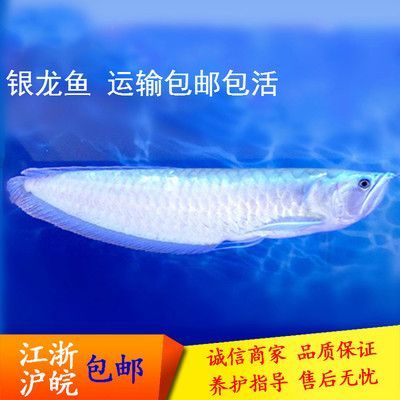 龍魚是淡水魚：龍魚是一種淡水魚———龍魚