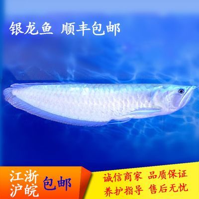 龍魚是淡水魚：龍魚是一種淡水魚———龍魚