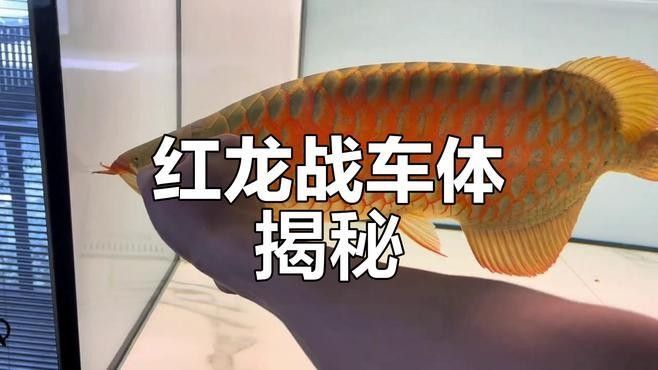 龍魚里面的戰車指的什么