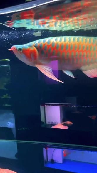 龍魚里面的戰車指的什么