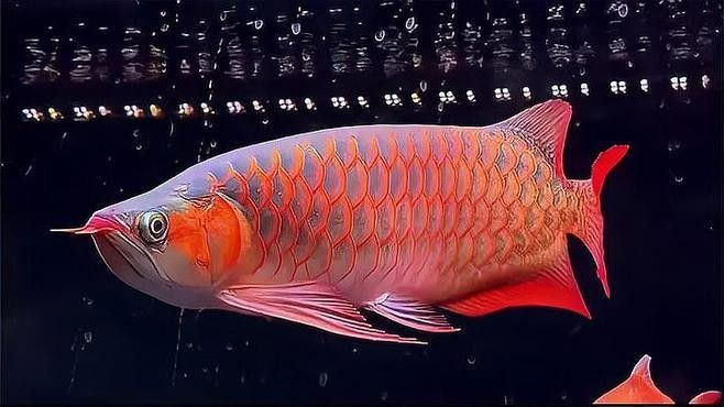 龍魚里面的戰車指的什么