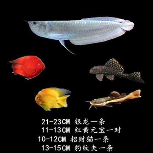 白子黃化銀龍魚要多大缸
