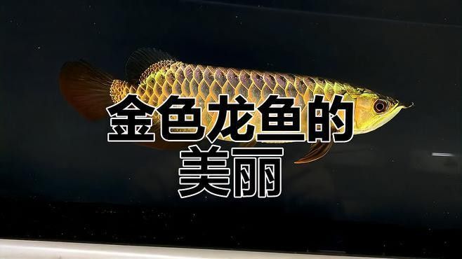 黃金龍魚價(jià)格258萬