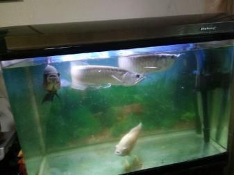 銀龍魚敢咬地圖魚嗎（銀龍魚和地圖魚在某些條件下可能會發(fā)生攻擊行為）