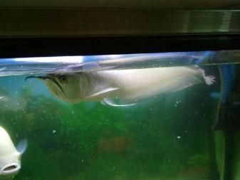 銀龍魚敢咬地圖魚嗎（銀龍魚和地圖魚在某些條件下可能會發(fā)生攻擊行為）