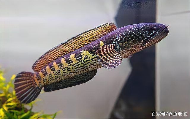 紅龍魚認主后有哪些表現？