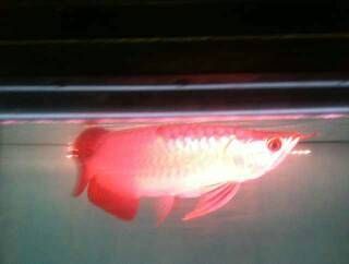 龍魚開燈時間長會掉眼嗎：龍魚開燈時間長短與掉眼之間存在一定的關系以下是詳細的解釋