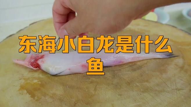 小白龍魚是什么魚種
