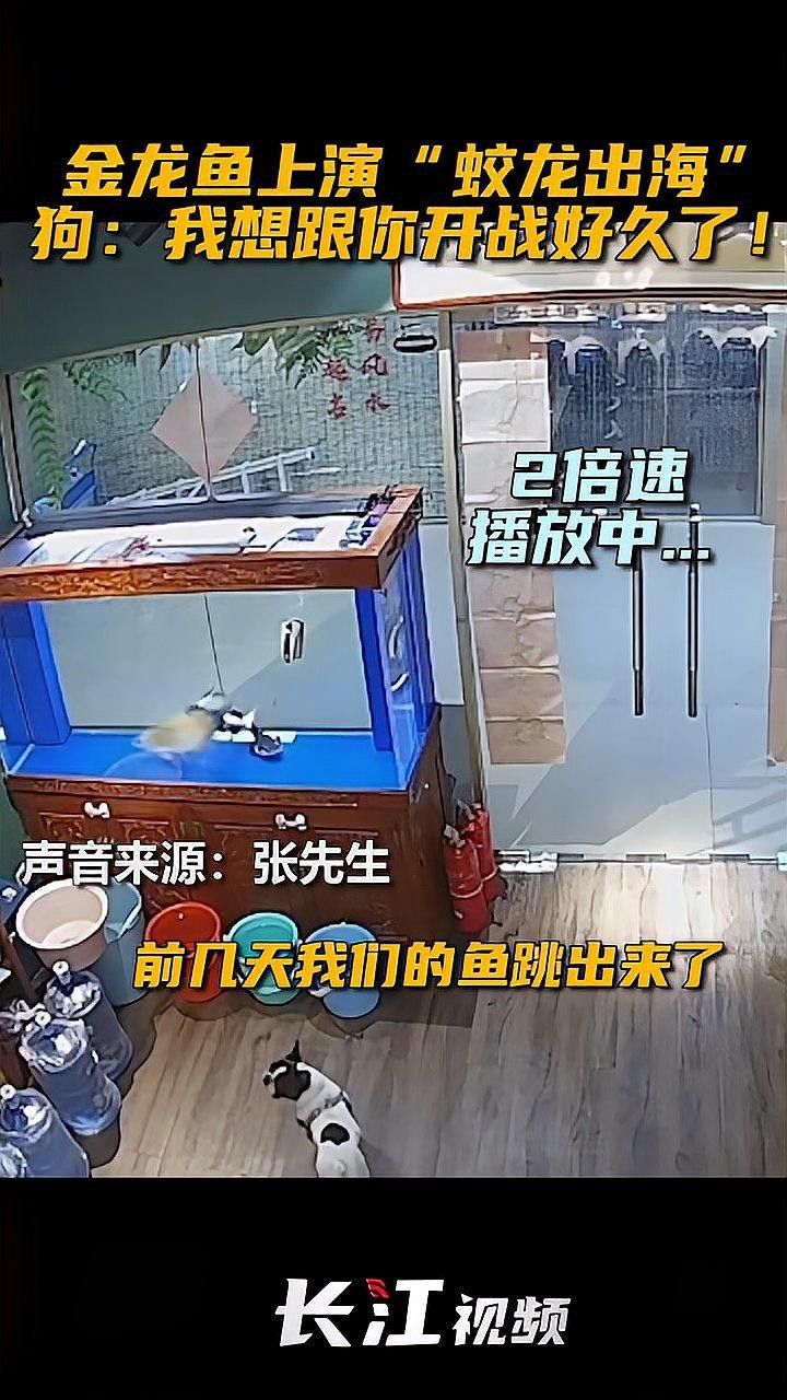 金龍魚趴缸