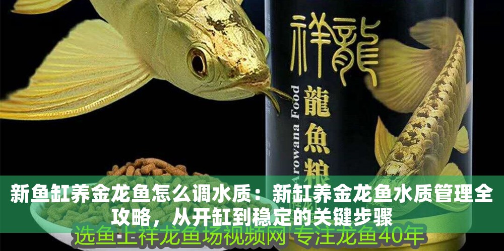 新魚缸養金龍魚怎么調水質：新缸養金龍魚水質管理全攻略，從開缸到穩定的關鍵步驟